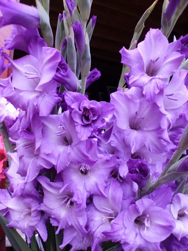 Сиреневые гладиолусы. Гладиолус фиолетовый. Гладиолус сиреневый. Гладиолус Блю Берд. Гладиолус Purple Flora.